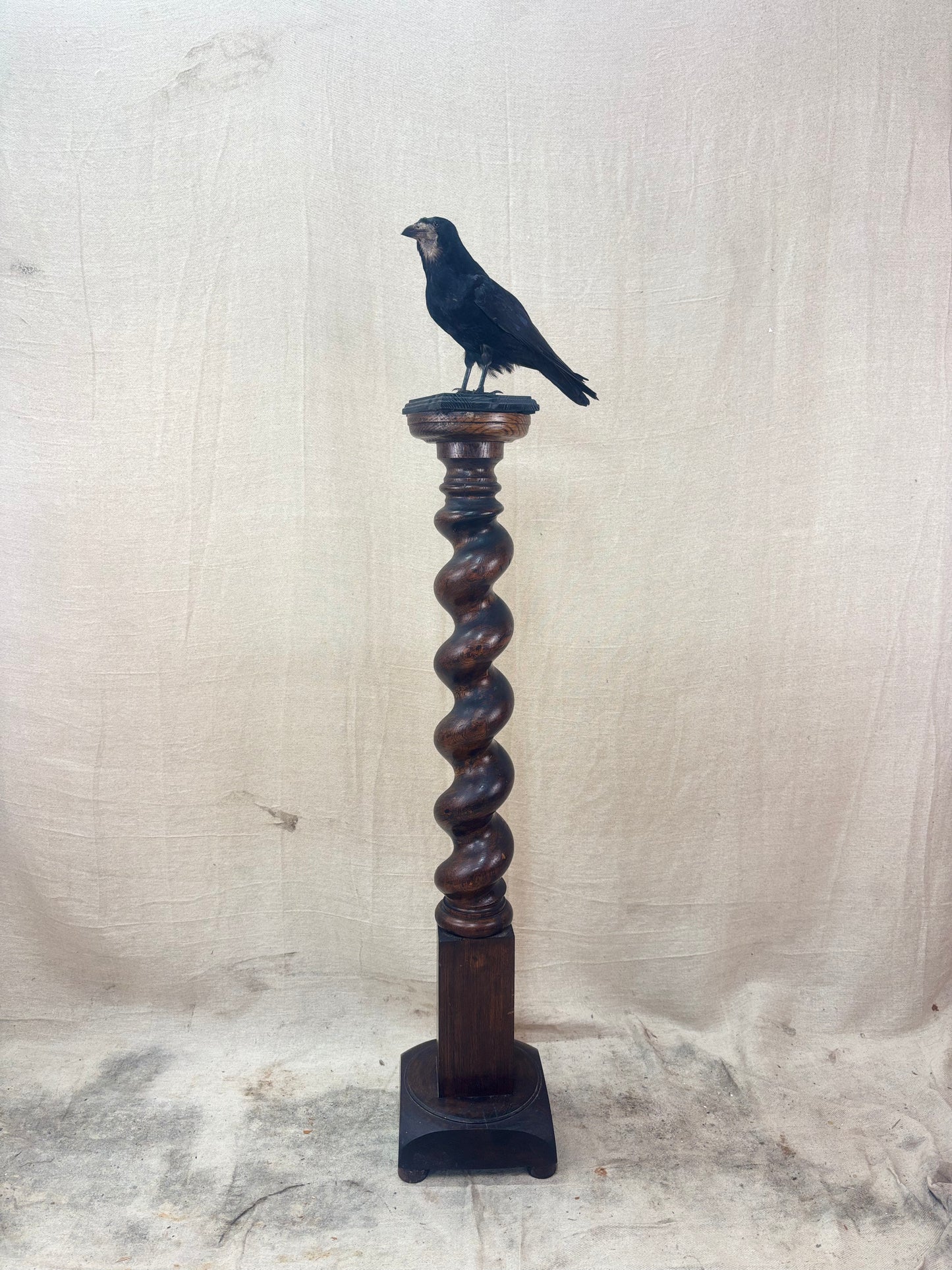 A black rook perched on a wooden spiral column against a textured white background