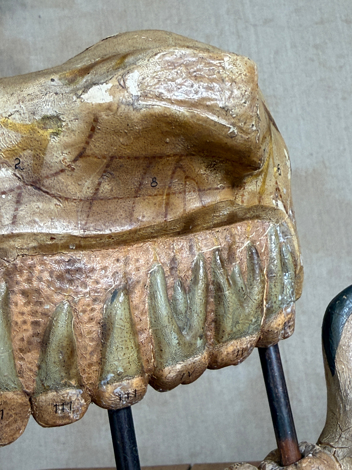 A close-up of a carved wooden dental model or anatomical specimen display, showing a tooth arch with numbered markings and mounted on black stands against a neutral background.