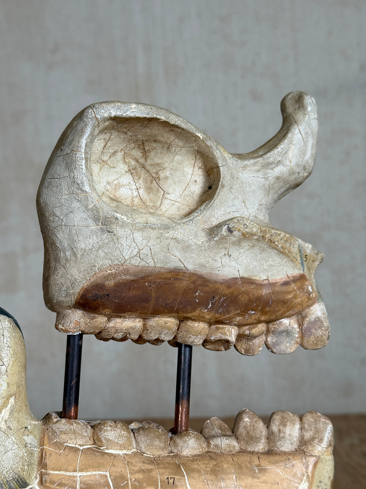 An antique dental model or anatomical specimen showing a human maxillary bone with teeth, mounted on a base with two black metal supports, photographed against a neutral gray background.