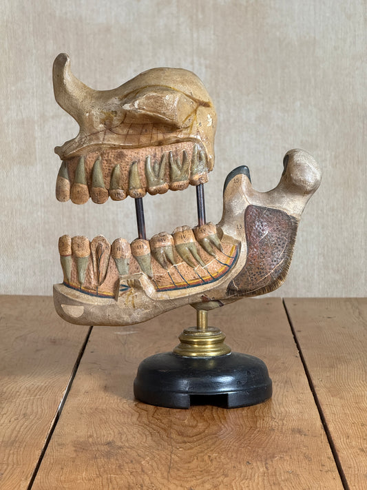 An antique wooden dental model of a mandible and maxilla with teeth, mounted on a black and brass stand, displayed on a wooden table against a neutral background.