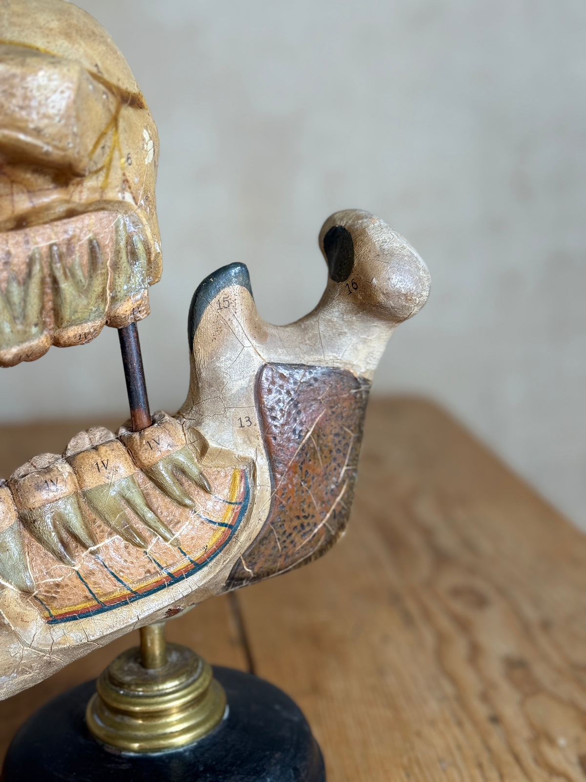 Anatomical Dental / Jaw Bone Teaching Model