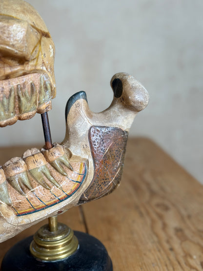 Anatomical Dental / Jaw Bone Teaching Model