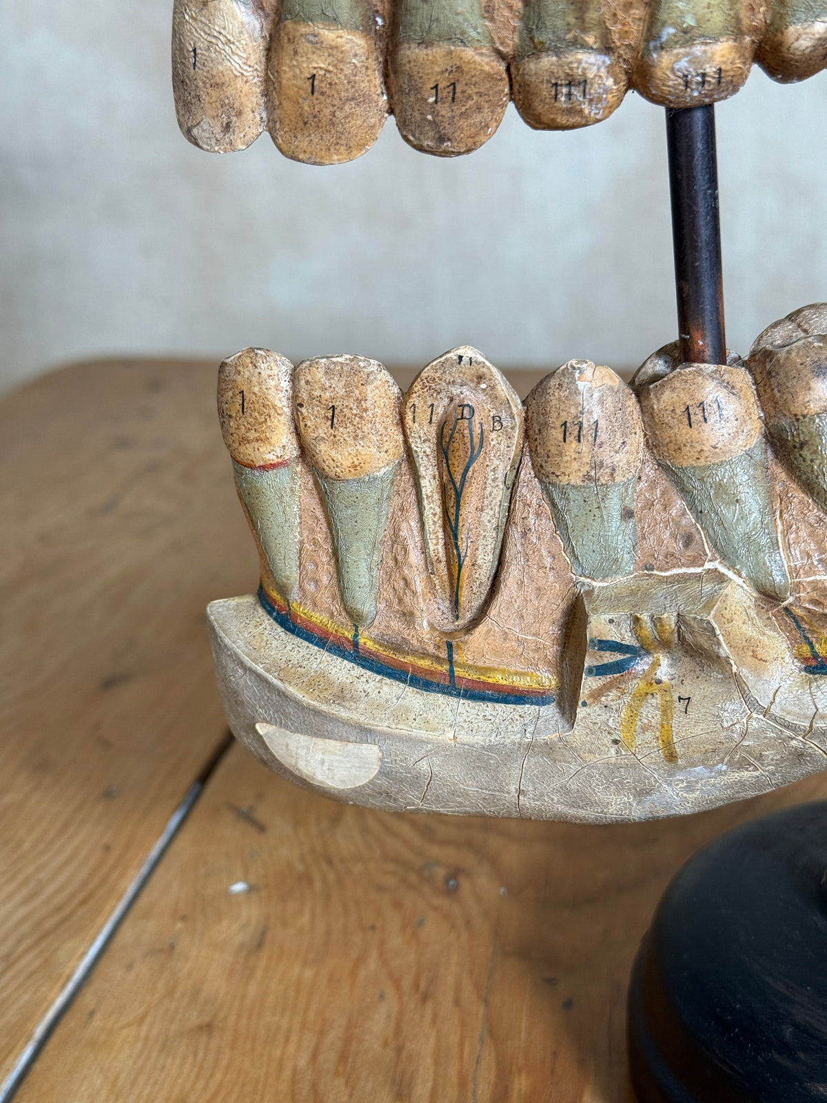 An antique wooden dental model showing human teeth with painted root cavities and numbered labels, displayed on a wooden table.