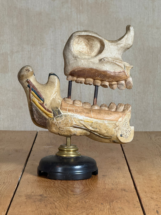 An antique anatomical model of a human mandible and maxillary bone on a wooden table against a neutral beige background.
