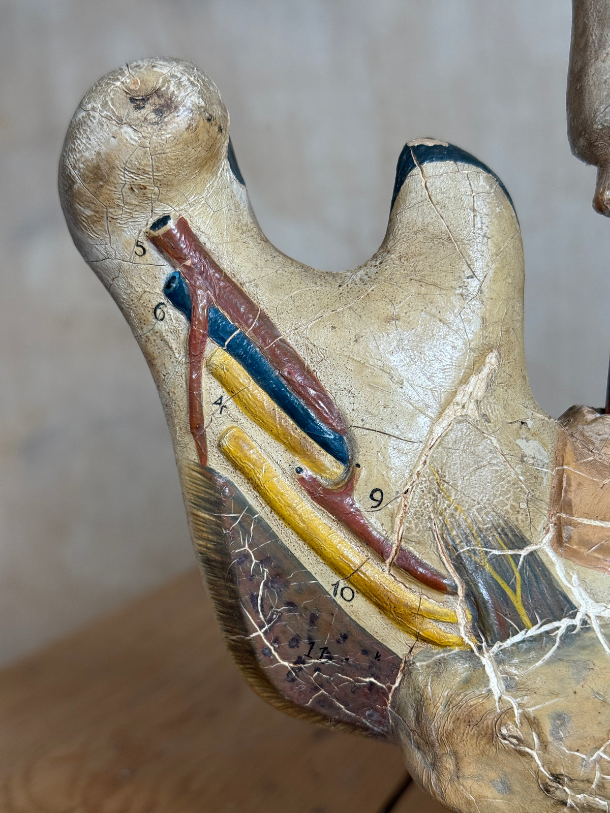 Close-up of an anatomical model or sculpture showing a curved bone with painted muscles and numbered labels, photographed indoors against a neutral wall.
