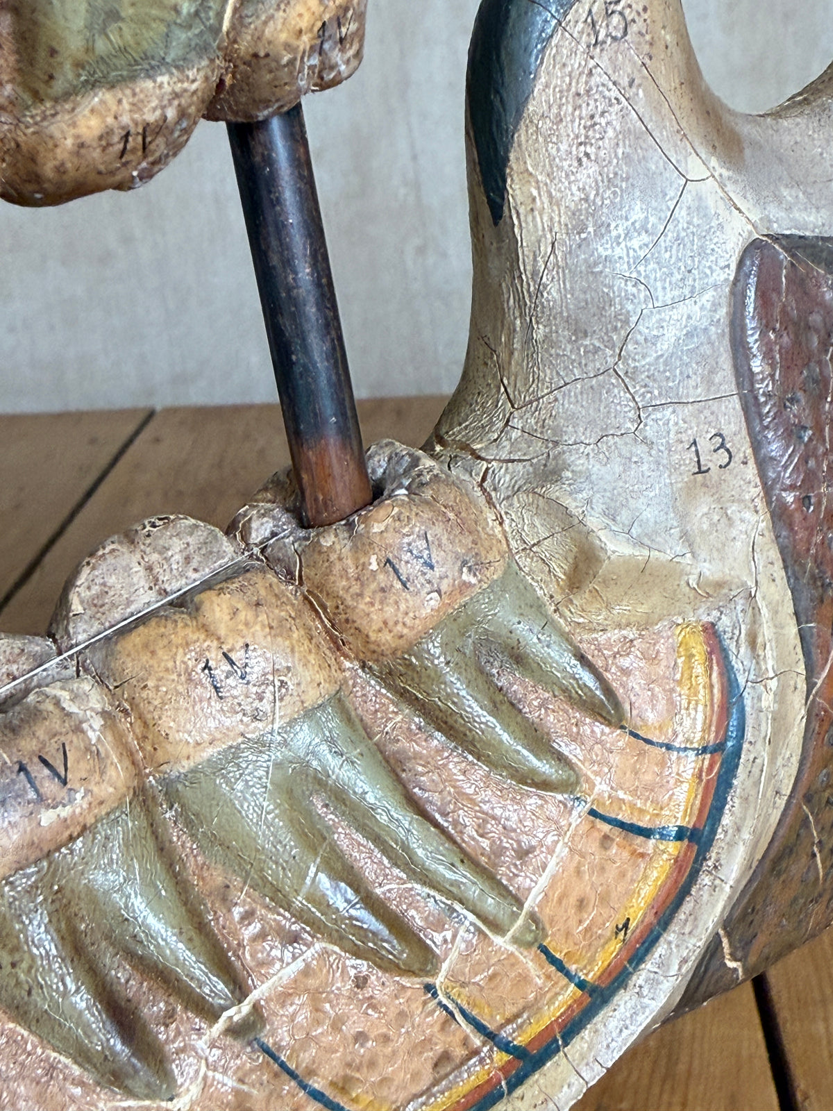 Close-up of an anatomical model of a human molar jaw, showing labeled teeth, bone structures, and a dark metal rod inserted into one tooth socket.
