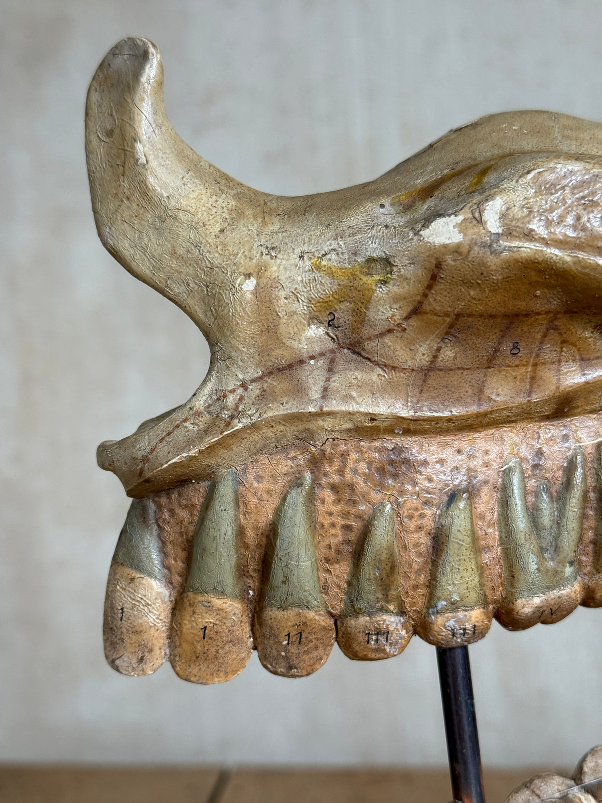 Anatomical Dental / Jaw Bone Teaching Model