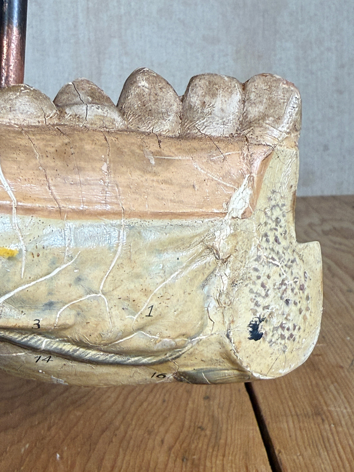 An antique dental model or jaw specimen showing teeth and jaw structure, photographed on a wooden surface against a neutral background.