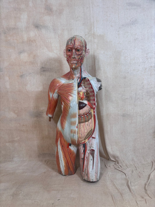An anatomical model of a human torso showing muscular and internal organ structures, standing against a draped beige fabric backdrop.