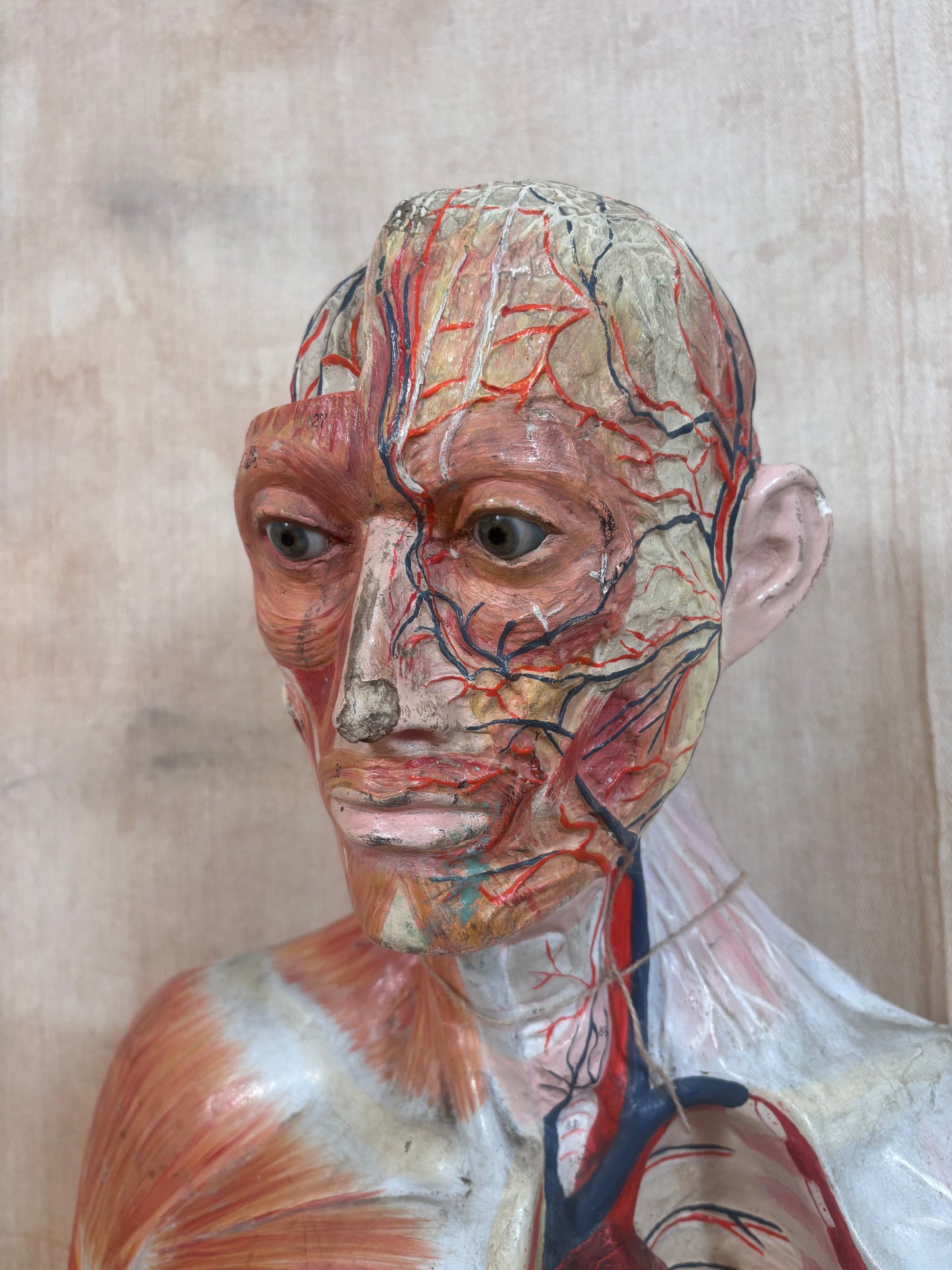 An anatomical model of a human head and upper chest showing detailed muscular and vascular structures, photographed against a neutral beige background.