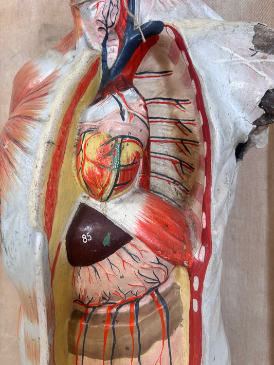 An anatomical model of a human torso showing internal organs, with the chest open to reveal the heart, lungs, liver, and other internal structures in a detailed, multi-colored presentation.
