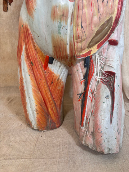 An anatomical model of human musculature and fascia, showing painted muscle groups in orange, red, and white on a torso form, photographed against a beige fabric background.