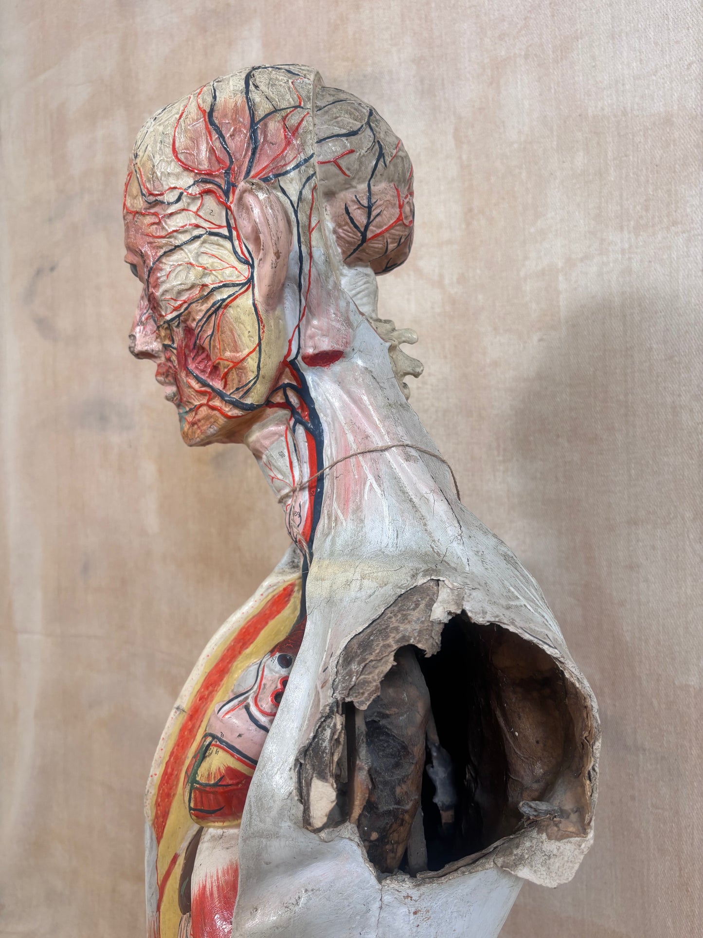 An anatomical model of a human head and upper torso showing internal organs, muscles, and bone structure, photographed against a plain beige fabric background.