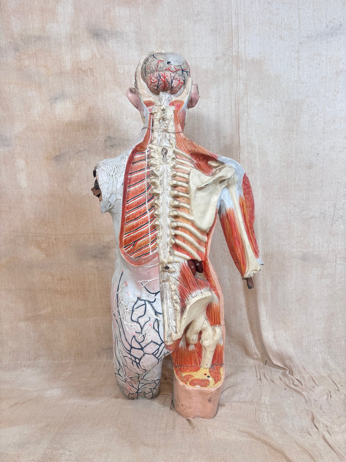 An anatomical model of a human torso and upper leg shown from the back, with exposed spinal cord, muscles, and internal structures, photographed against a draped beige fabric backdrop.