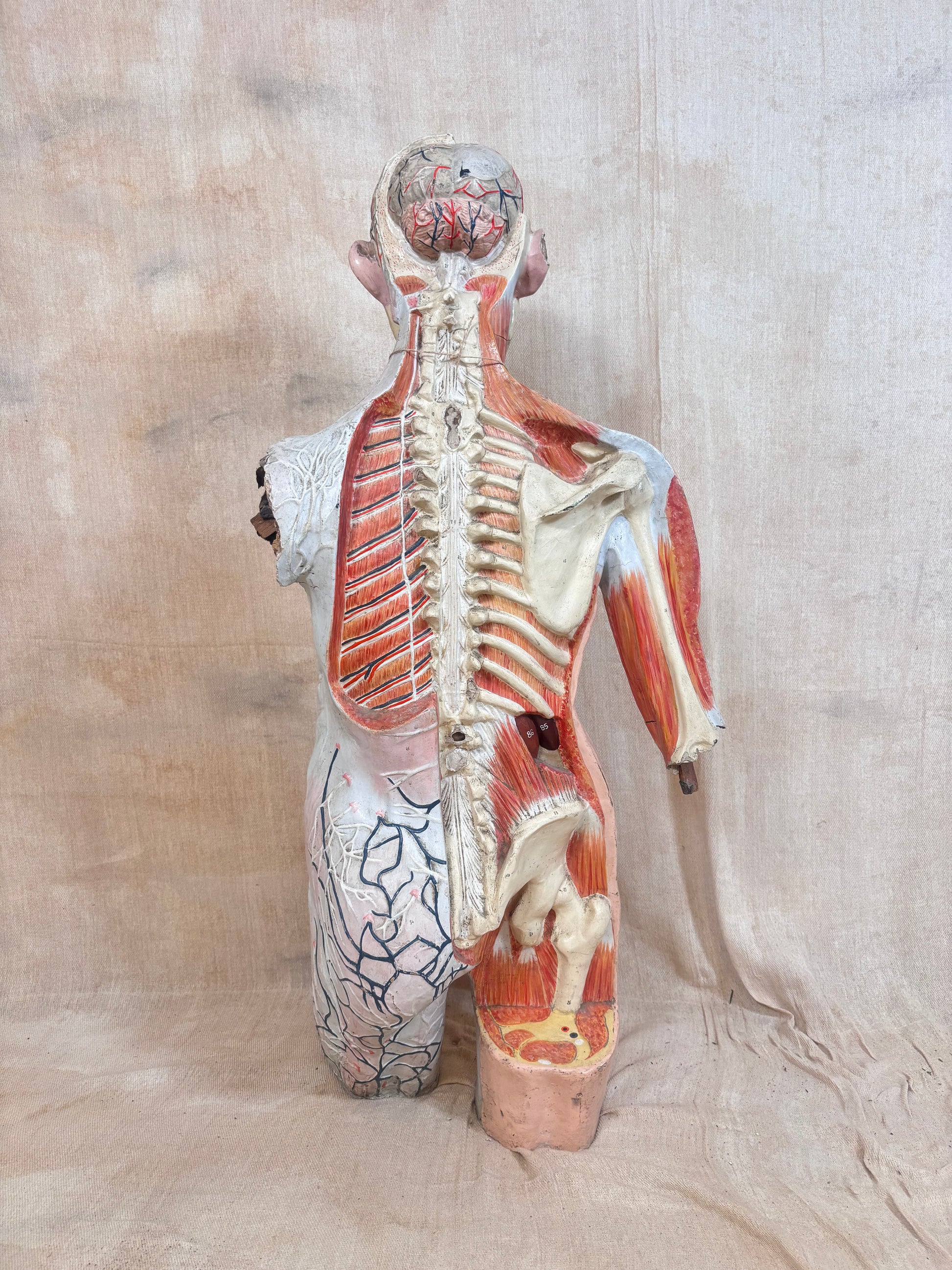 An anatomical model of a human torso and upper leg shown from the back, with exposed spinal cord, muscles, and internal structures, photographed against a draped beige fabric backdrop.