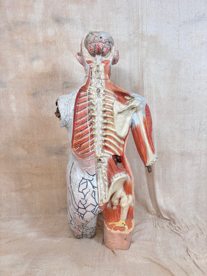 An anatomical model of a human torso and upper leg shown from the back, with exposed spinal cord, muscles, and internal structures, photographed against a draped beige fabric backdrop.