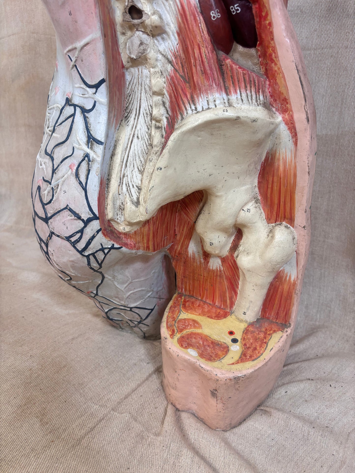An anatomical model of a human leg cross-section, showing bones, muscles, and internal structures, displayed on a beige fabric background.