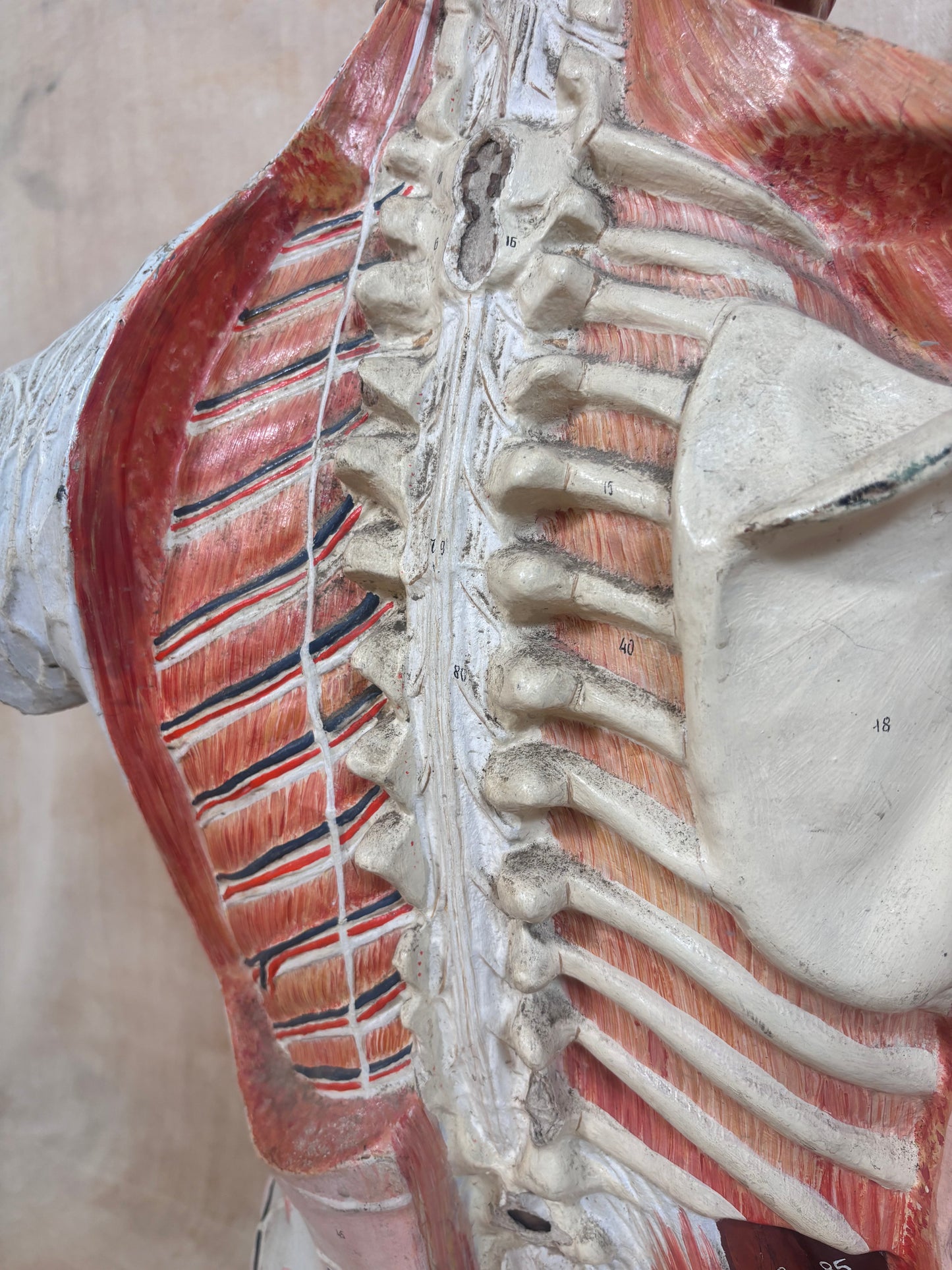 An anatomical model of the human back and upper spine, showing red muscles, white bones, and black joint details against a neutral beige background.