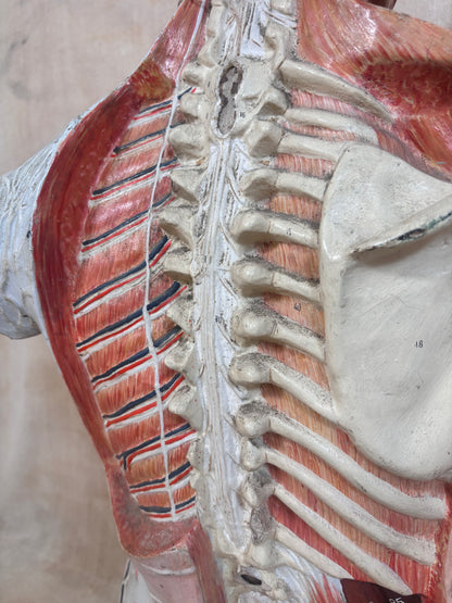 An anatomical model of the human back and upper spine, showing red muscles, white bones, and black joint details against a neutral beige background.