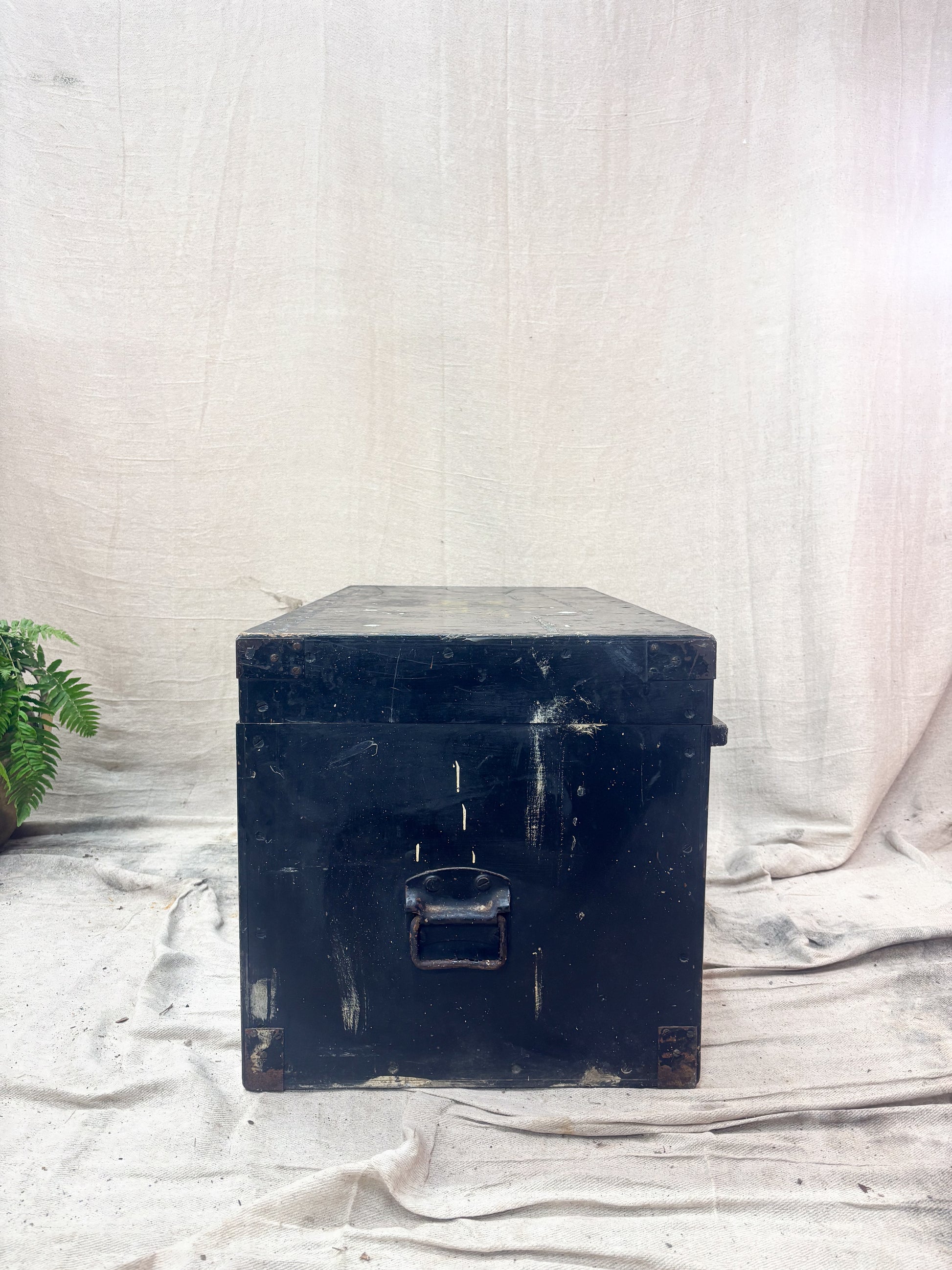 Vintage black metal trunk on a textured white surface with a plant in the corner.