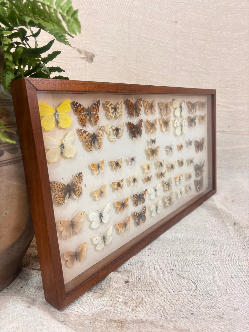 Vintage wooden butterfly specimen display case against a plain background with a small plant beside it.