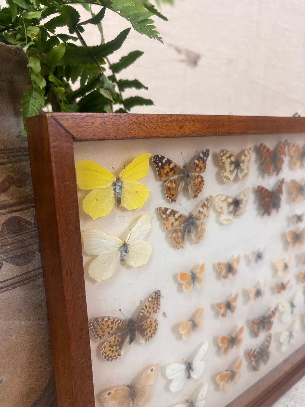 Vintage wooden butterfly specimen display case against a plain background with a small plant beside it.