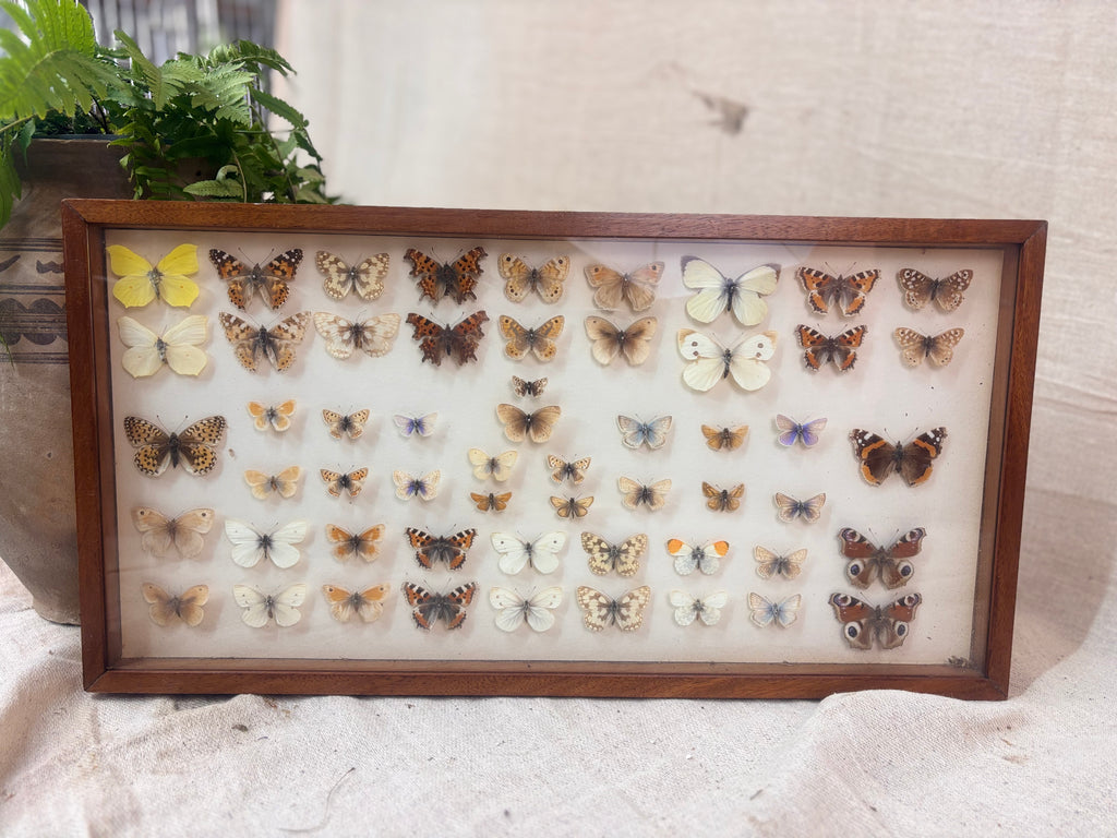 Vintage wooden butterfly specimen display case against a plain background with a small plant beside it.