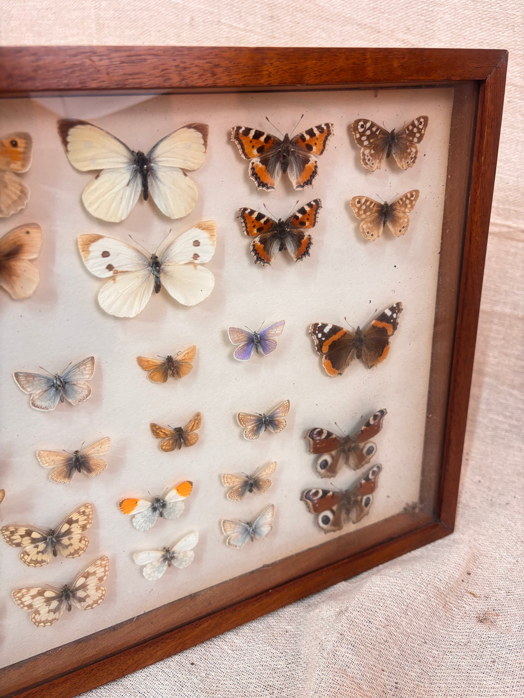 Vintage wooden butterfly specimen display case against a plain background with a small plant beside it.