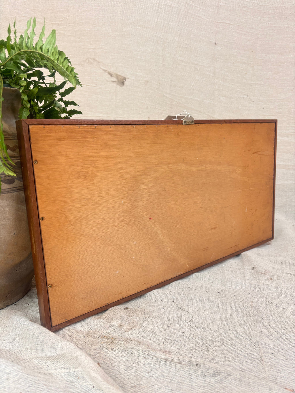 Rear of a Vintage wooden butterfly specimen display case against a plain background with a small plant beside it.