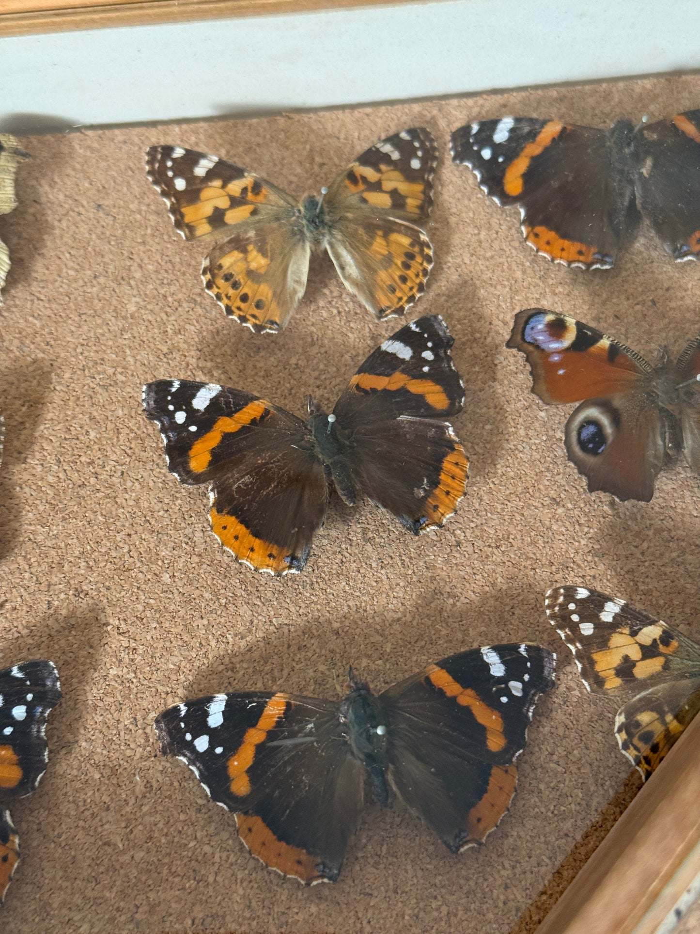 Entomological Specimen Cabinet