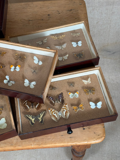 Entomological Specimen Cabinet