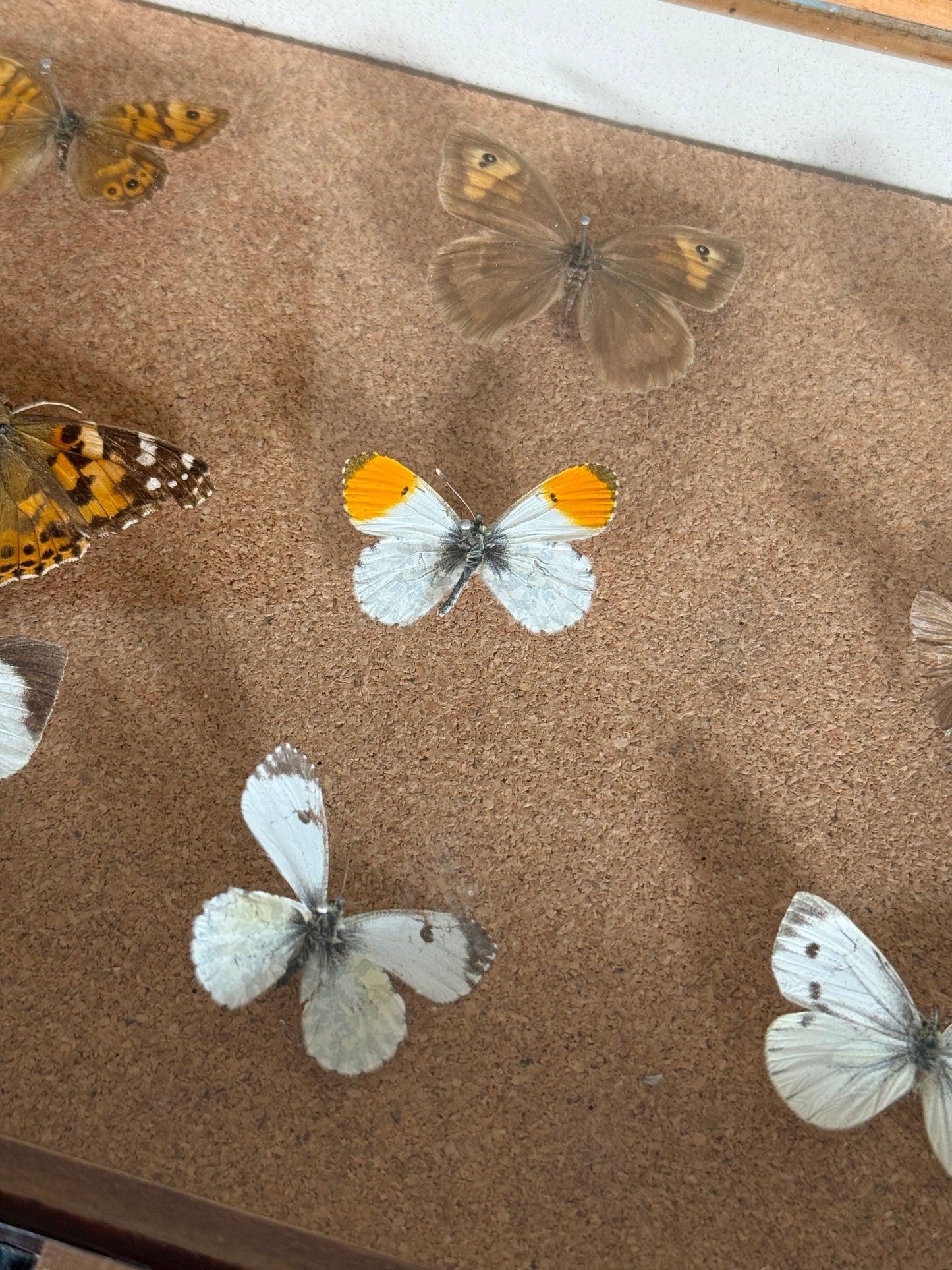 Entomological Specimen Cabinet