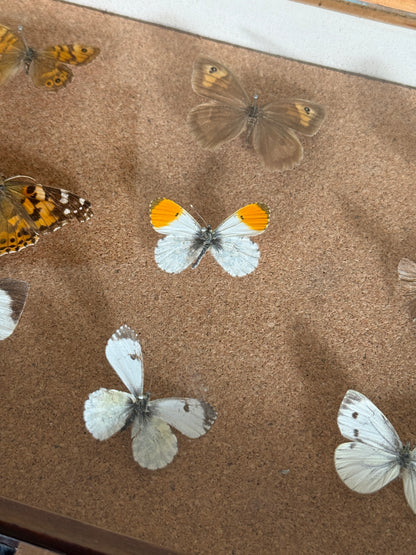 Entomological Specimen Cabinet