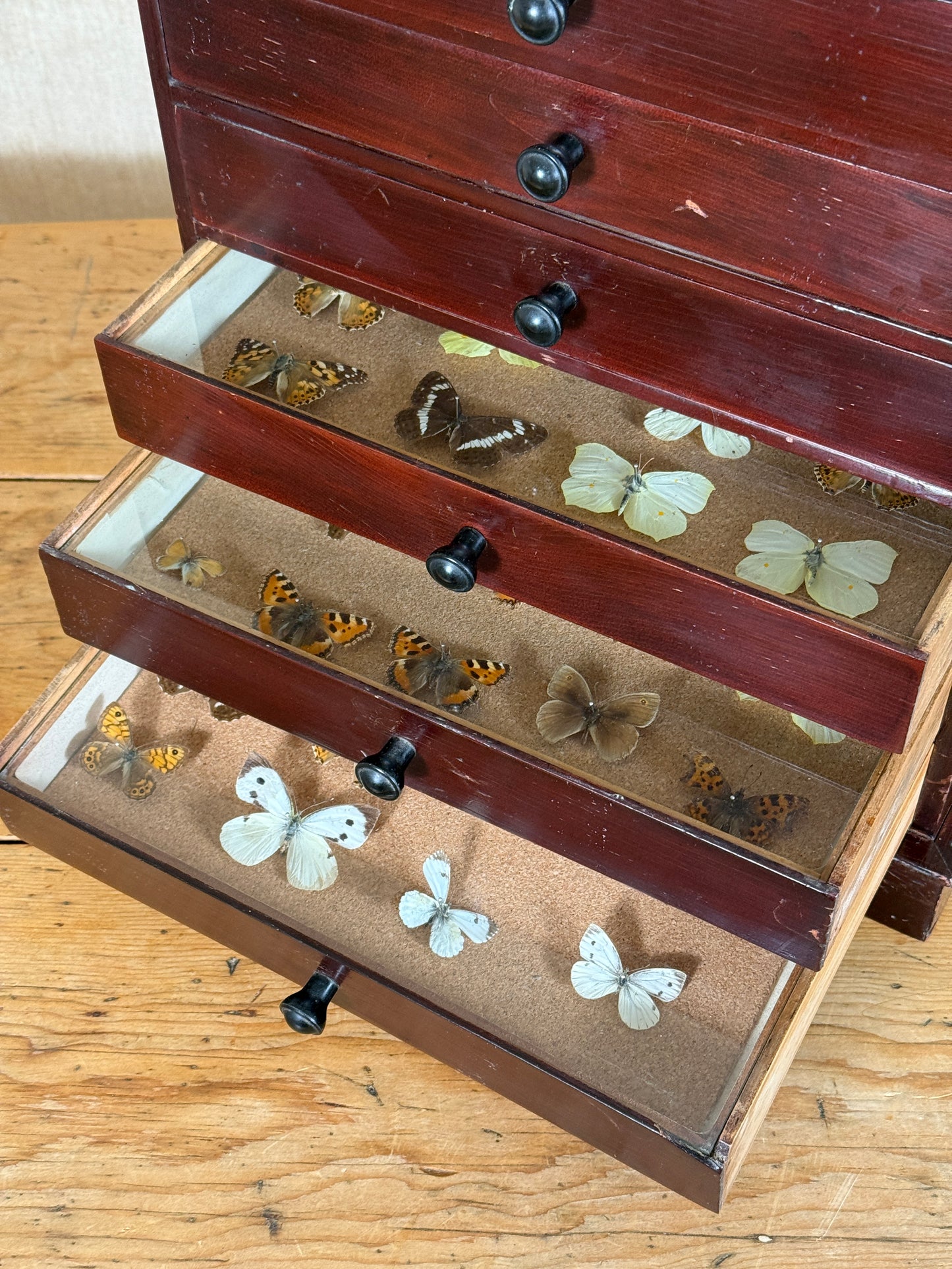 A vintage wooden drawer display case with three open drawers, showcasing preserved butterflies and moths inside. The drawers are made of dark reddish-brown wood with black knobs, lined with tan velvet, and filled with various butterfly and moth specimens on a wooden tabletop.