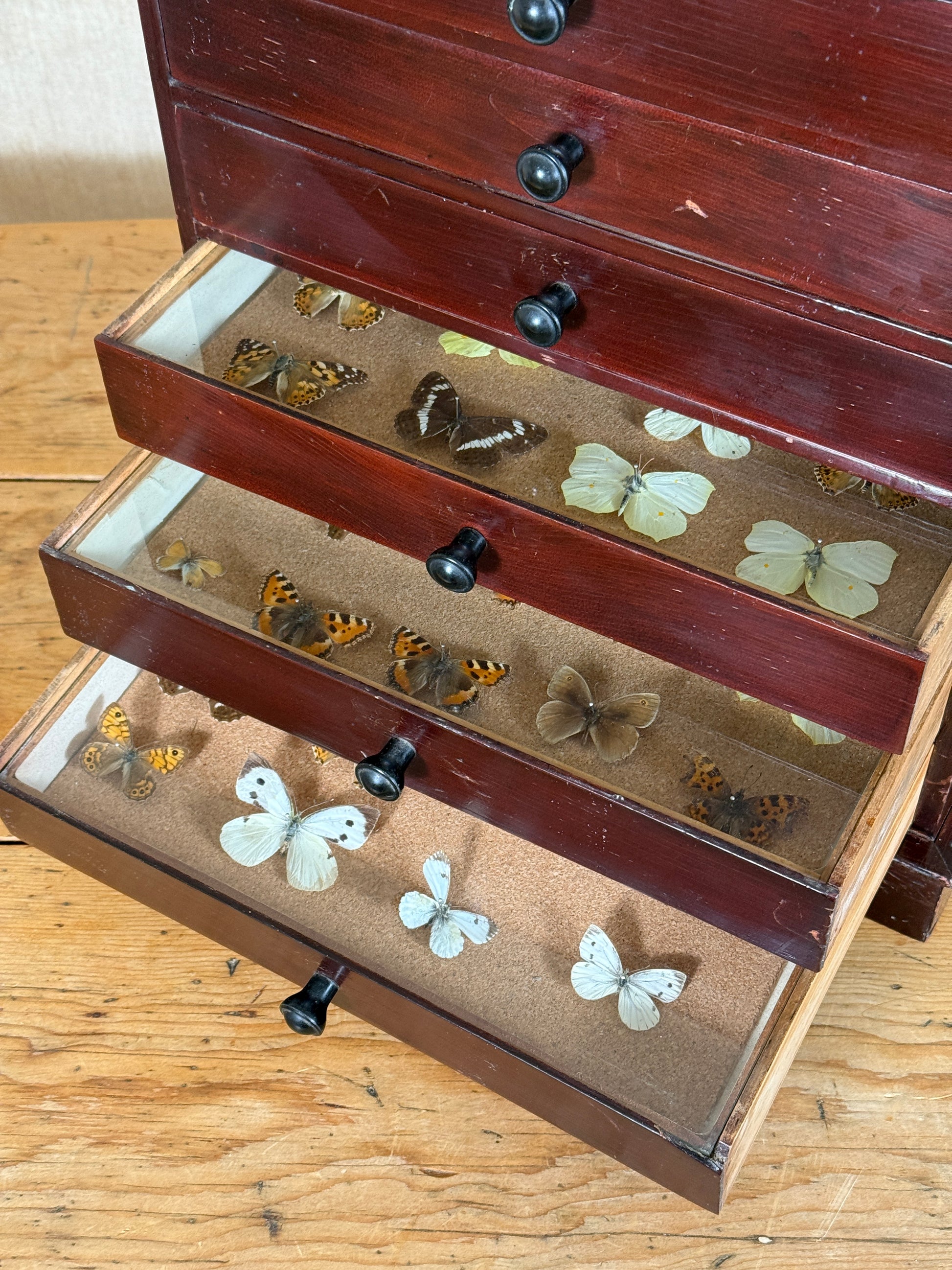 A vintage wooden drawer display case with three open drawers, showcasing preserved butterflies and moths inside. The drawers are made of dark reddish-brown wood with black knobs, lined with tan velvet, and filled with various butterfly and moth specimens on a wooden tabletop.