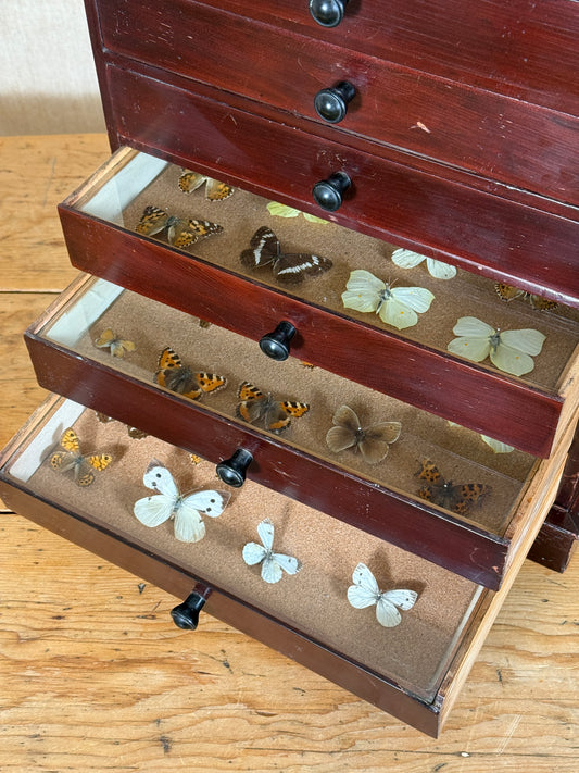 A vintage wooden drawer display case with three open drawers, showcasing preserved butterflies and moths inside. The drawers are made of dark reddish-brown wood with black knobs, lined with tan velvet, and filled with various butterfly and moth specimens on a wooden tabletop.