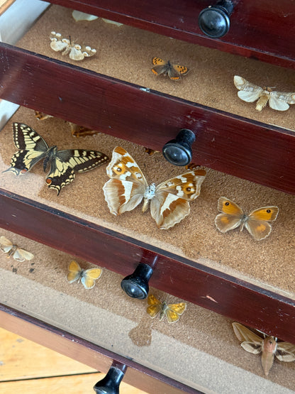Entomological Specimen Cabinet