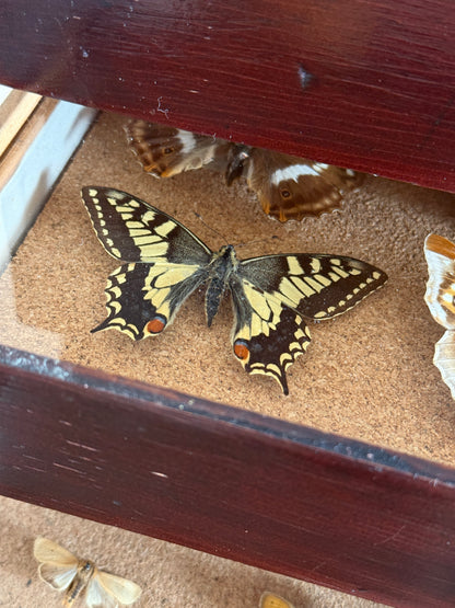 Entomological Specimen Cabinet