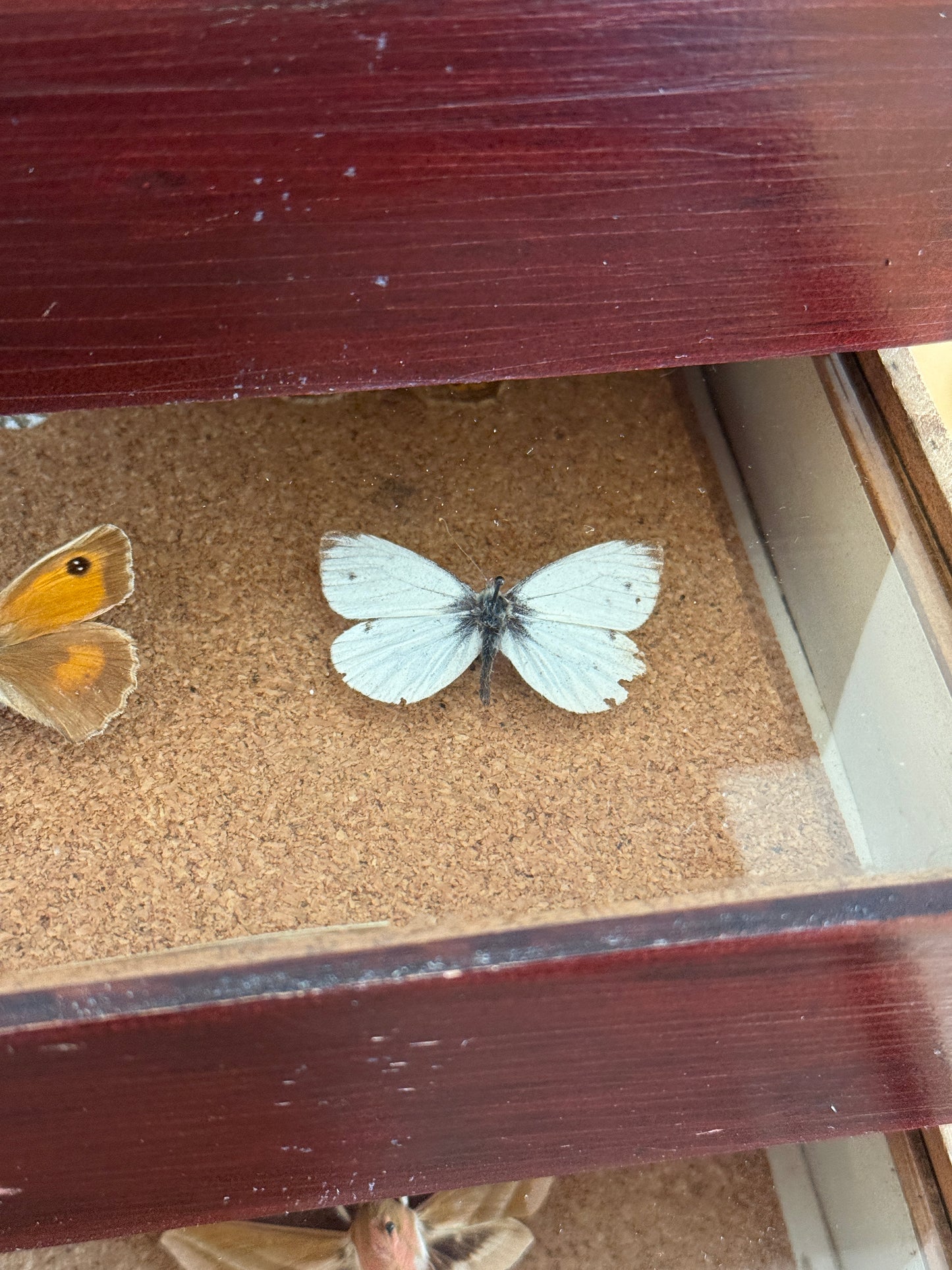 Entomological Specimen Cabinet