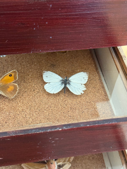 Entomological Specimen Cabinet