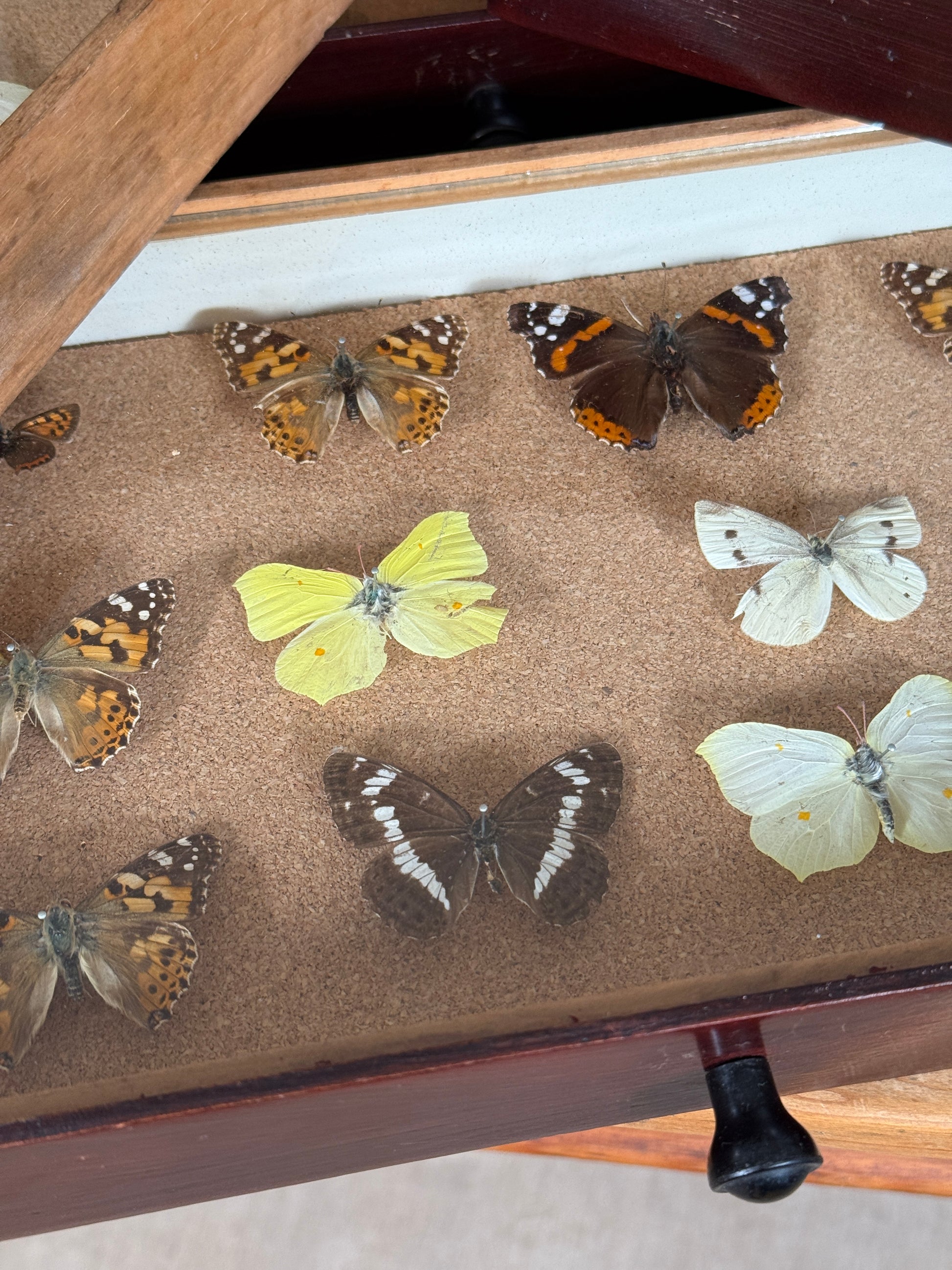 Entomological Specimen Cabinet