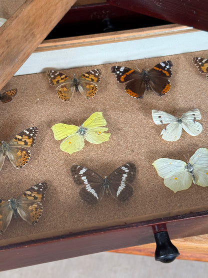 Entomological Specimen Cabinet