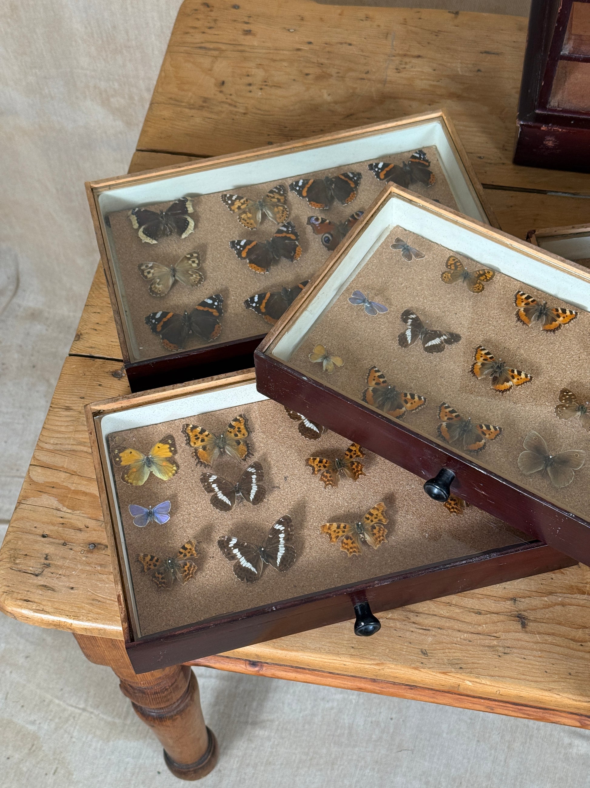 Entomological Specimen Cabinet