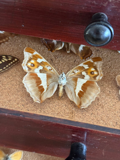 Entomological Specimen Cabinet