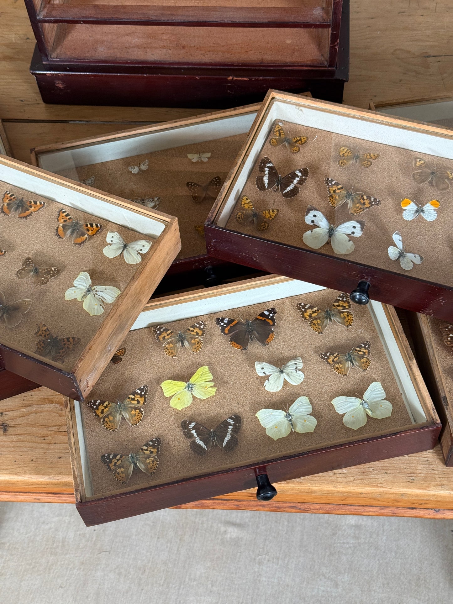 Entomological Specimen Cabinet