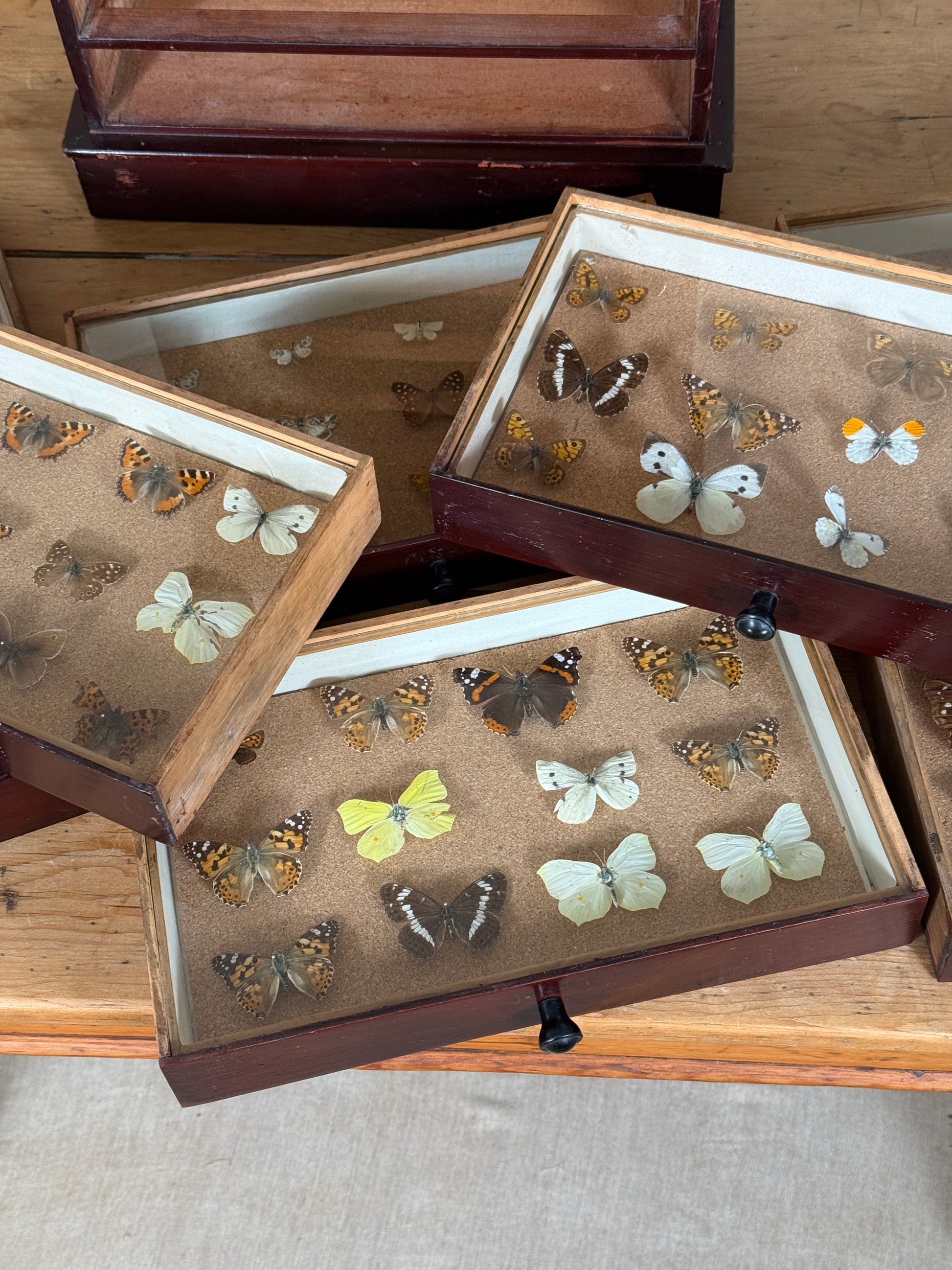 Entomological Specimen Cabinet