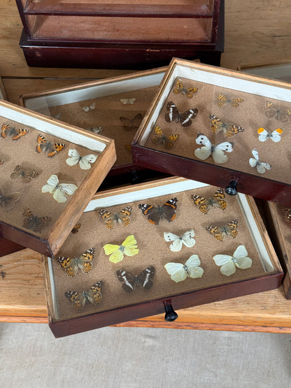 Entomological Specimen Cabinet