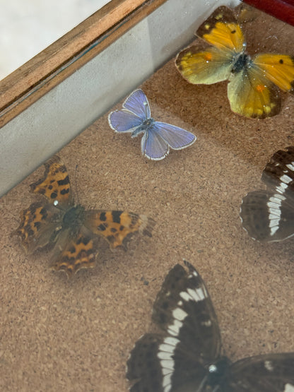Entomological Specimen Cabinet