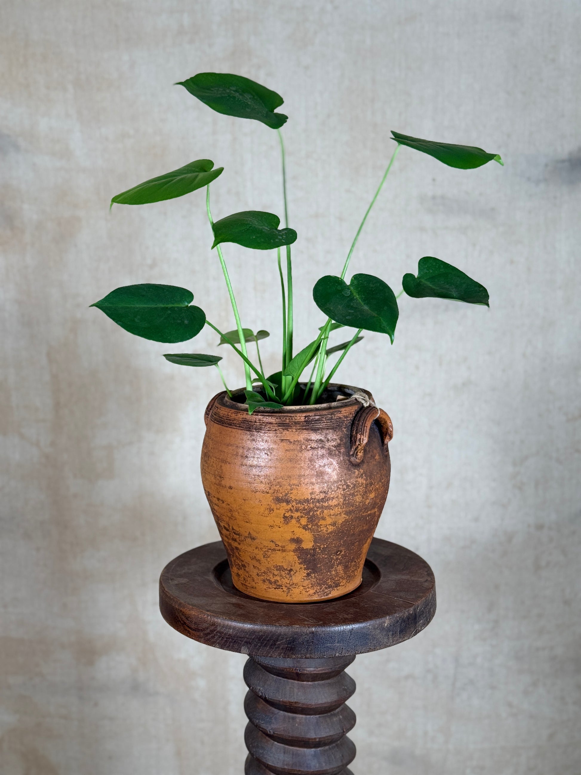 A potted green plant with heart-shaped leaves in a rustic terracotta pot, displayed on a dark wooden pedestal against a textured beige wall.