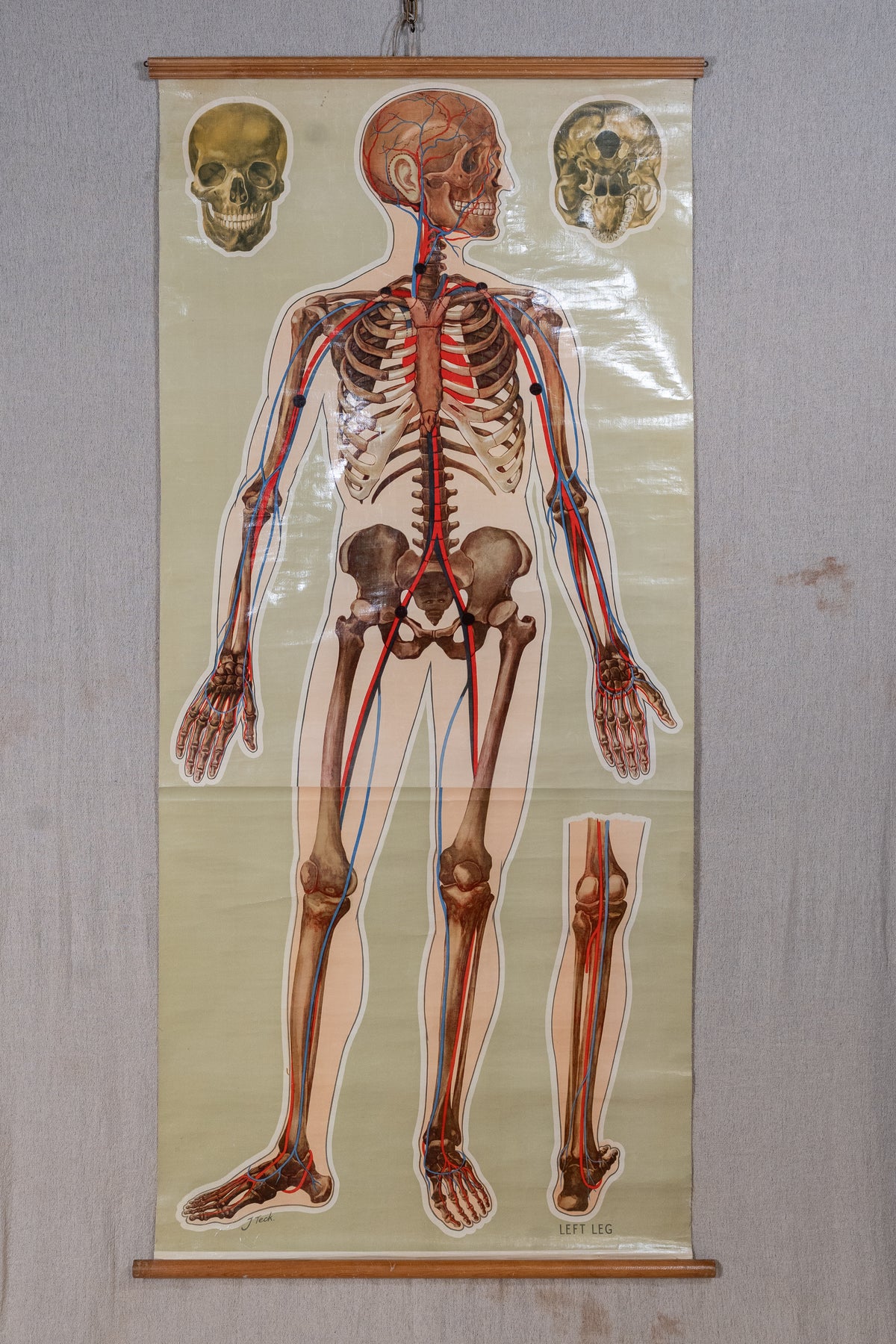 An anatomical wall chart of the human skeleton and nervous system, featuring a full-body figure, a separate lower-leg detail, and two skulls at the top, mounted on a light gray wall.